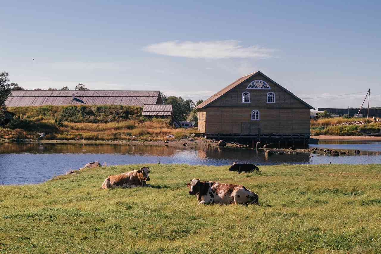 Местность на Соловках, коровы лежат на лугу